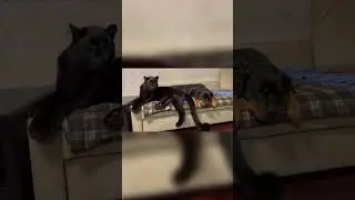 Panther vs Dog 😅