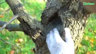 Дупло в дереве. Чем это опасно и как вылечить дерево?