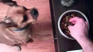 Opie eats his breakfast one kibble at a time