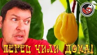Шок! Видео! Перец накрылся теплицей! Котики!