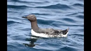 Guillemots or Common Murres Uria aalge at Noss and Sumburgh Head, Shetland