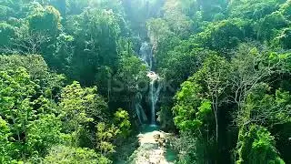 Тропический лес