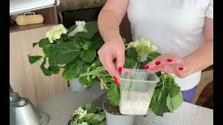 Капризная гортензия
