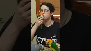 Bird Food Tier List? 🦜