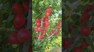 абрикос для ринку.... #сад #садівництво #garden #максимгаранжа #гаранжа #абрикос