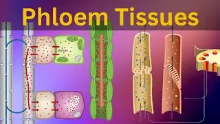 Phloem Tissues: Structure and function|| Vascular bundles|| Types of plant tissues ||Biology