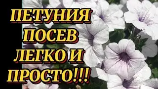 ПЕТУНИЯ.Посев самым простым способом🌺