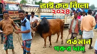 Bhai Koto Nilo ? বর্তমান চান্দাইকোনা হাটের গরুর দাম ২০২৪ Part-51 || Cow Price in Bangladesh | Cows