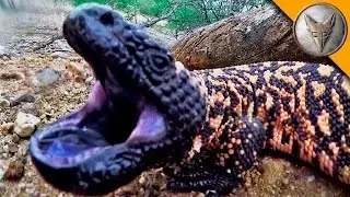 Gila Monster BITE!