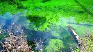 🔴 Рыбаки сойдут с ума 🔴 Window fishing  Blue Spring State Park Florida 30.04.2018