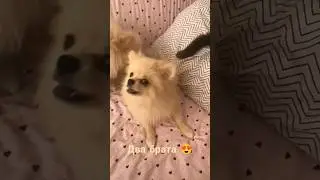 Собачья любовь 😍 #собака #животные #шпиц #pomeranian