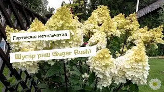 Гортензия метельчатая Шугар раш (Sugar Rush)