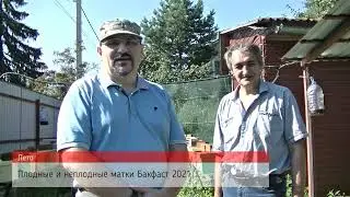 🐝 Матки Бакфаст 2021 🐝