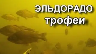 Подводная охота!!! ТРОФЕИ ЭЛЬДОРАДО!!! Эпизод второй сюжета ЭЛЬДОРАДО!!!