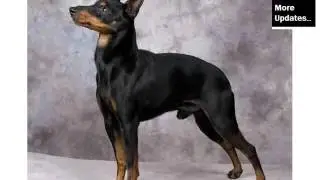 Collection Of Cute Pictures Of Dog Terrier Type | Manchester Terrier