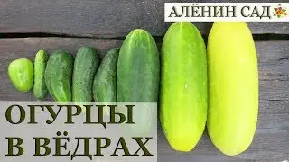 ОГУРЦЫ в вёдрах / Вся история в одном видео / Огород в контейнерах