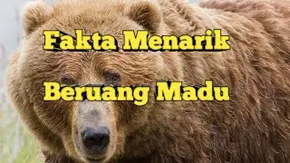 5 Fakta menarik hewan beruang madu yang orang tau