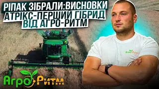 РІПАК ЗІБРАЛИ:ВИСНОВКИ.ПЕРШИЙ ГІБРИД АТРІКС ВІД АГРО-РИТМ.