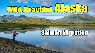 Alaska's Natural Wonder: Experience the Pink Salmon Spawning Migration