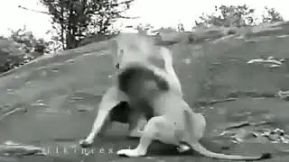 Мужской поступок.. учитесь от лева🦁