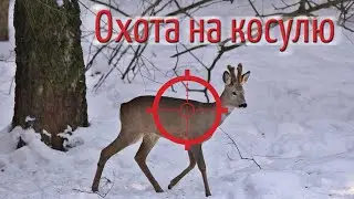 Охота на косулю. Самая быстрая охота с подхода