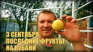 3 СЕНТЯБРЯ 2018 | ПОСЛЕДНИЕ ФРУКТЫ, В ЭТОМ ГОДУ, НА КУБАНИ