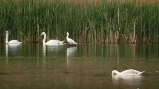 Warzęcha Platalea leucorodia Spoonbill - 12.05.2019 - Stawy Grzybno (pow. śremski)