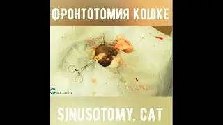 Фронтотомия кошке / |Sinusotomy cat