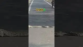 Snake Road Cross karta hua ! Wildlife Snake! #snakevideo #viralvideo #shorts