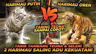 PERTAMA DI DUNIA ?! TARIK TAMBANG HARIMAU VS HARIMAU ! SELEN VS TEONA SIAPA YANG MENANG ?