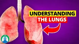 Understanding the Lungs and How We Breathe