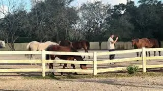 Horses in the Morning Mist – A Peaceful Farm Scene