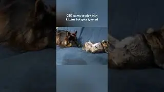 German Shepherd wants to play with kittens but gets ignored #gsd #kittens #dogs