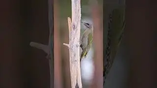 Encontramos estos pájaros carpinteros en el ártico 🪵 ⛏️