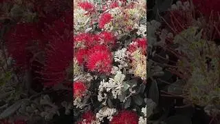 Bees Collecting Pollen on Tree Red Flowers 