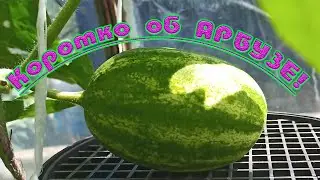 How I grow watermelons in a greenhouse! Short and to the point! to form watermelons in a greenhouse.
