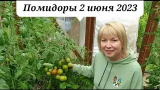 Прогноз на заморозки в июне.Не мучайте ТОМАТЫ-не перекормите.Опять погода виновата.