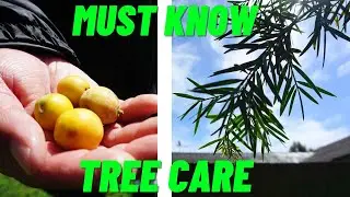 Every Tree Climber Should Know This! Tree ID Afrocarpus falcatus