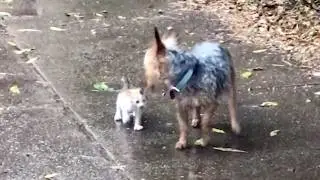 Dog Rescues Tiny Abandoned Kitten By Bringing It Home