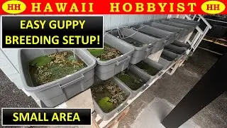 Breed 1,000's of Guppies Made Easy.  BACKYARD GUPPY FARM 