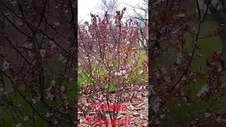 Слива писсарди цветёт