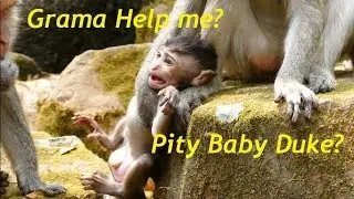 Pity Baby Monkey Duke Cos Poor Mother Duchess Less Care|Baby Cry Loudly