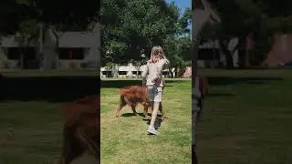 #dog