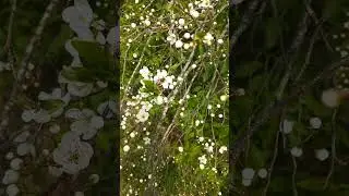 Медосбор на подходе | Лесной Кордон