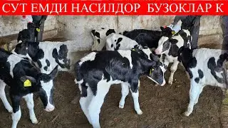 ДАСТАФКА ТЕКИН НАСИЛДОР БУЗОКЛАР 🏃😲📞998259999