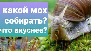 Какой мох собирать? домик УЛИТКИ АХАТИН 