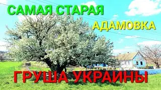 Самая старая груша Украины. Адамовка. Погост Малиновка. Казацкое кладбище. Одесса. Цветение 