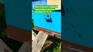Как получить главный медосбор в полном объёме? Недопустить выпучивание пчёл #медосбор #взяток