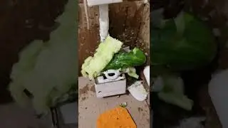 Мочить в сортире 