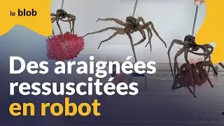 Une araignée morte transformée en robot (ou necrobot) | Actu de science